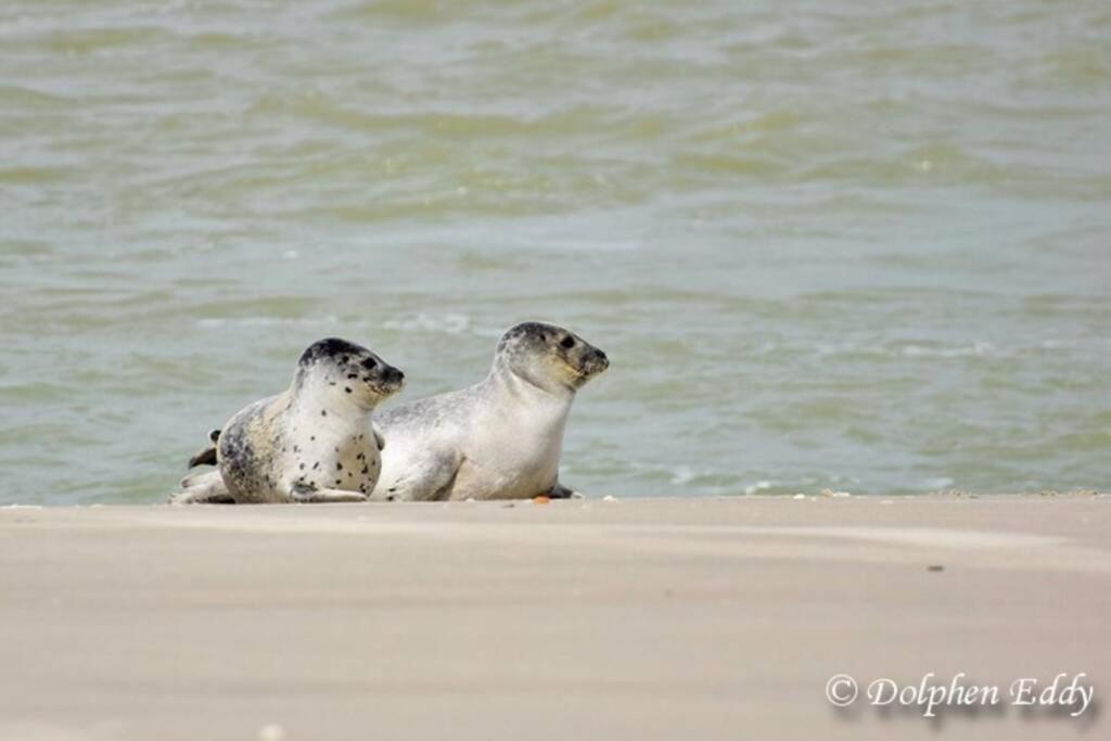 Zeezonzand Koksijde Esterno foto